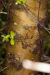 Small-leaf arrowwood